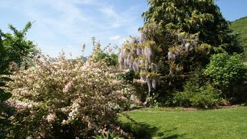 Een tuin met bloeiende struiken en een grote boom met paarse bloemen die naar beneden hangen.