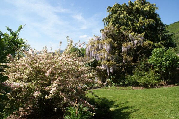 Un jardín con arbustos florecientes y un gran árbol con flores púrpuras colgantes.