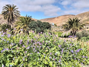 Paisatge amb vegetació diversa, incloent palmeres i flors morades, sota un cel blau clar i amb turons allunyats.