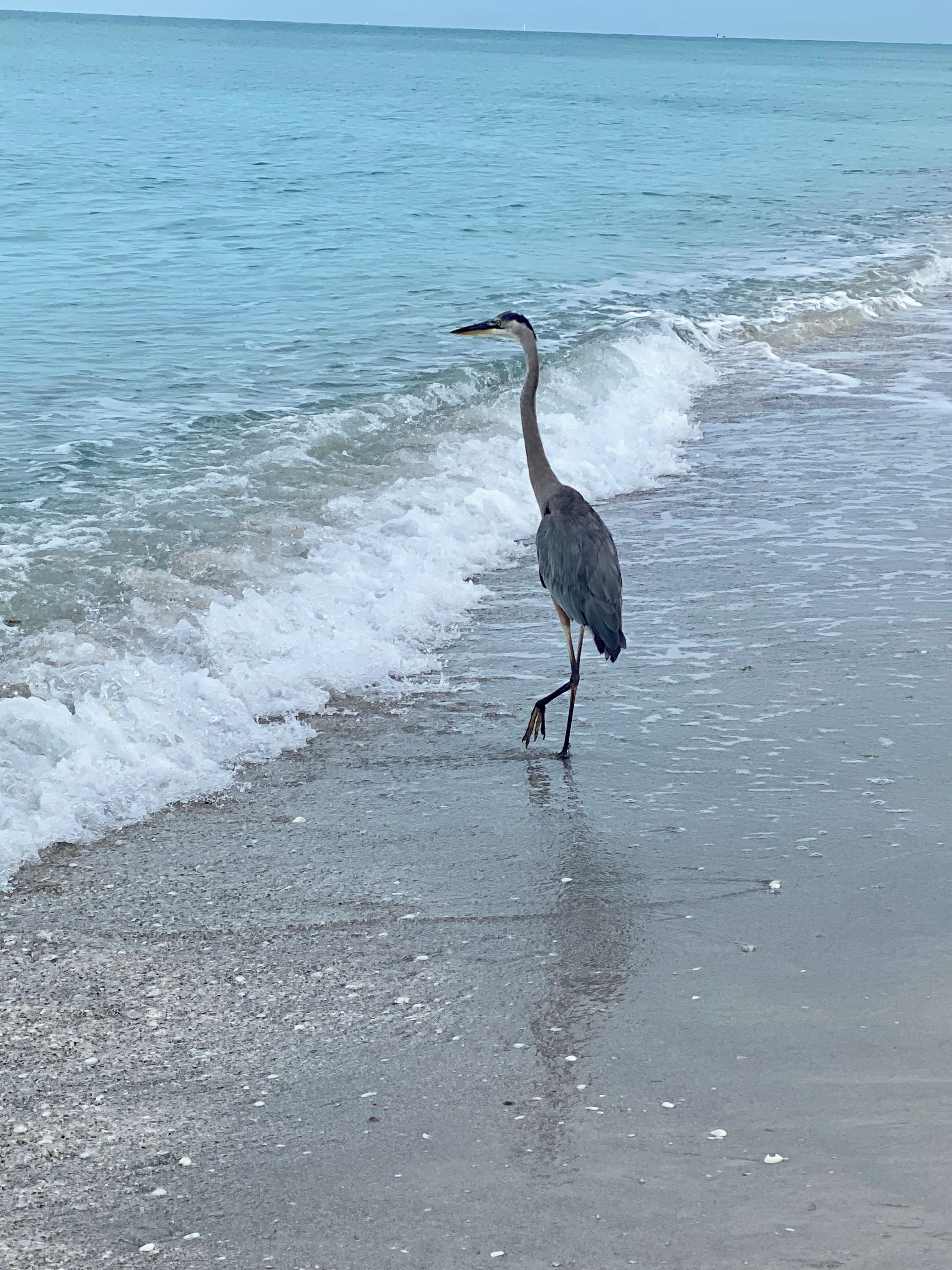 A bird walking on a beach with waves in the background.