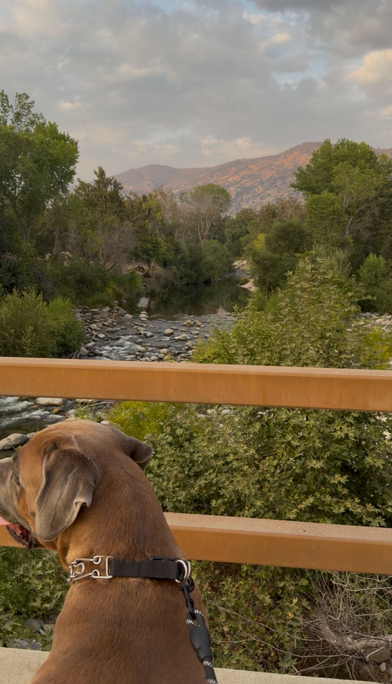 A dog sitting on a railing overlooking a river with trees and hills in the background.