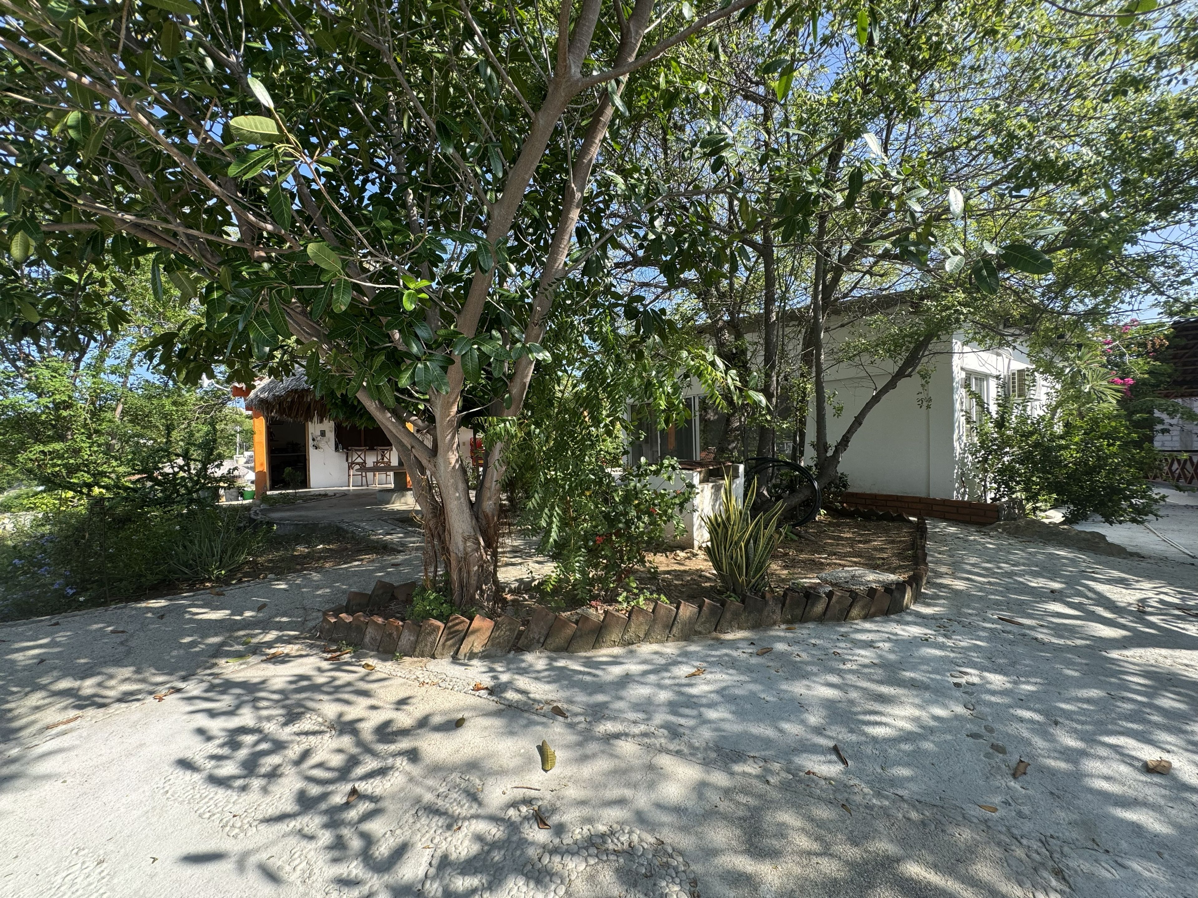 A courtyard with a tree, a small structure, and a white building.