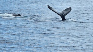 A la vora de l'aigua, s'albira la cua d'una balena, senyal de vida marina.
