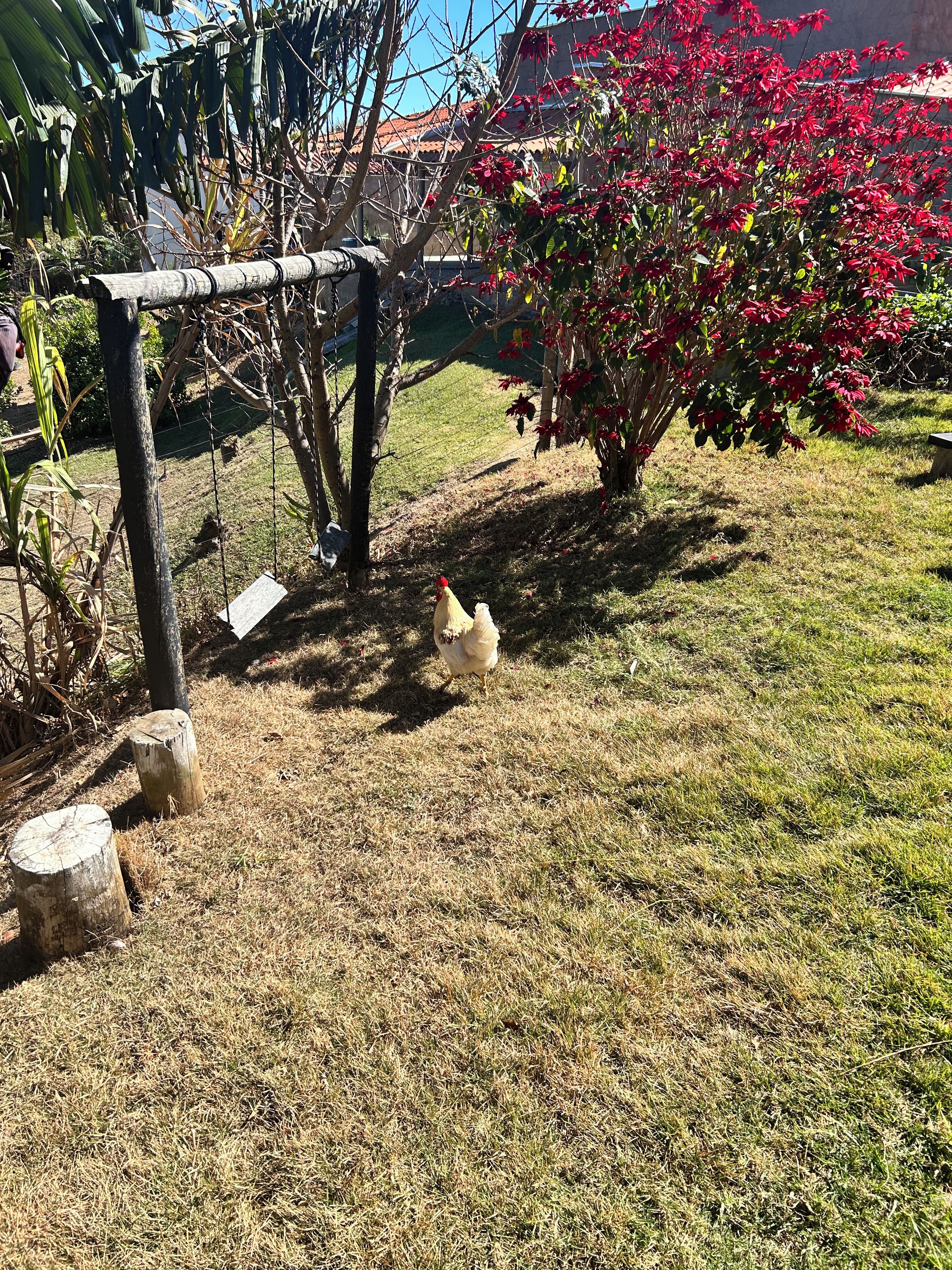 Um jardim com uma galinha, estacas de madeira e uma planta florida vermelha.
