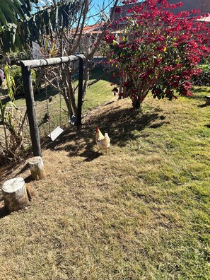 Un giardino con un gallo, pali di legno e una pianta fiorita rossa.