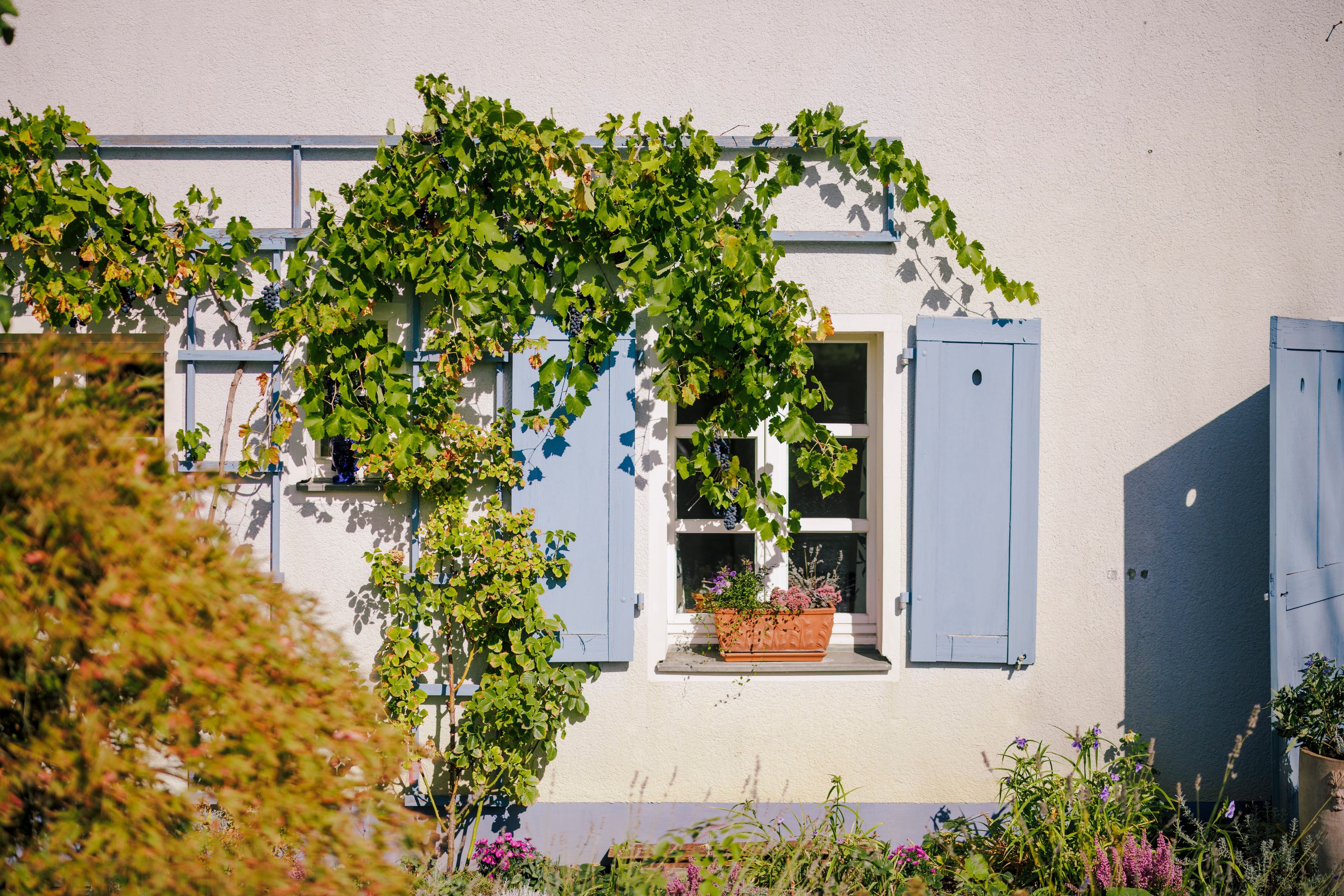 Un bâtiment à l’extérieur blanc, avec des volets bleus et une fenêtre recouverte de lierre.