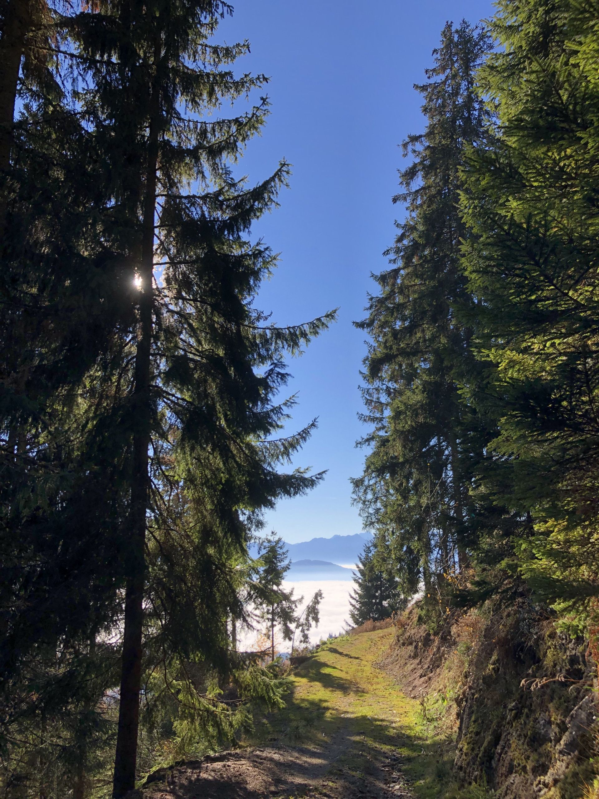 A forested path leading to a mountain view.