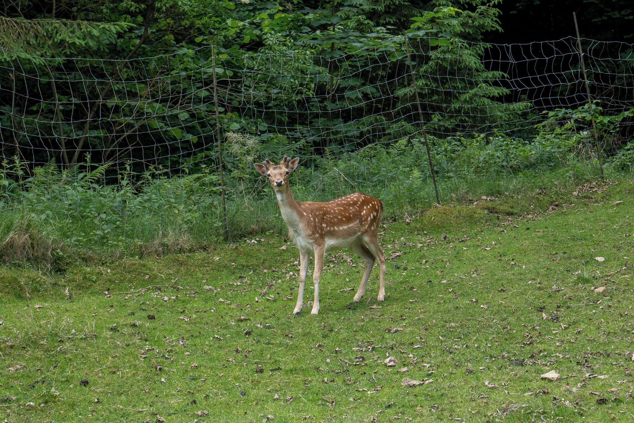 Un cerf se tient dans une zone herbeuse, avec une clôture en fil de fer et un feuillage dense en arrière-plan.