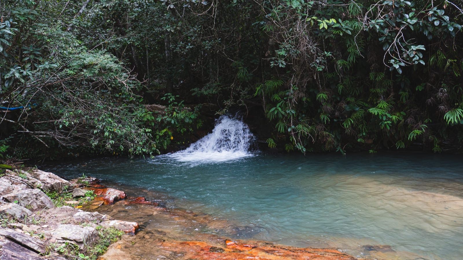 A natural water feature surrounded by dense foliage.