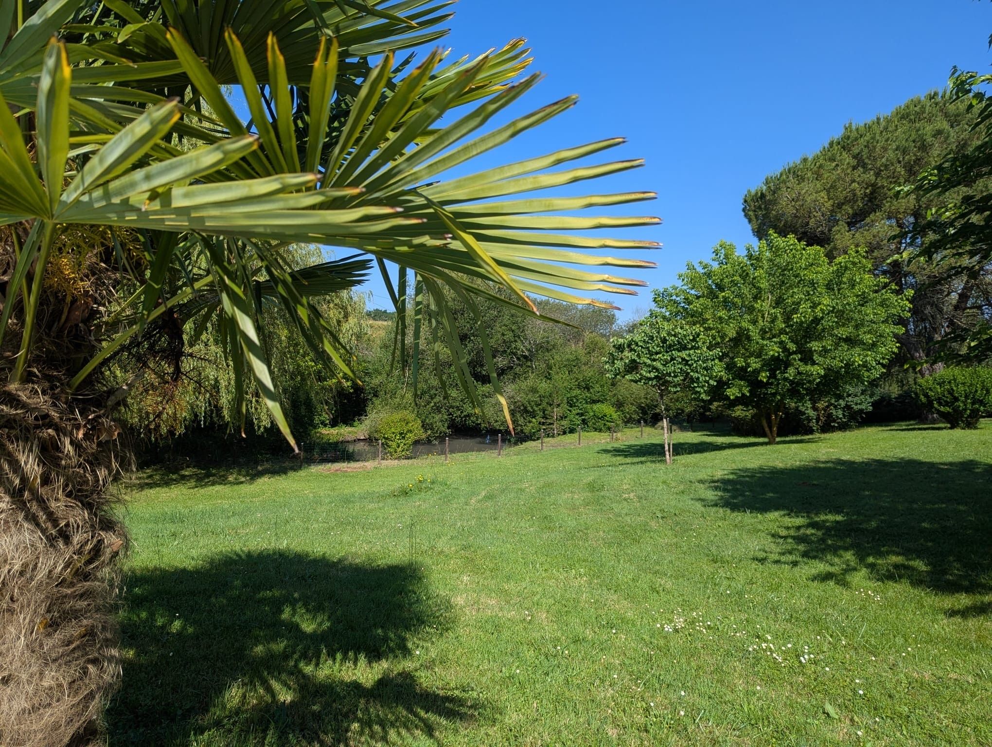 Un'area verde curata con una palma e diversi arbusti.