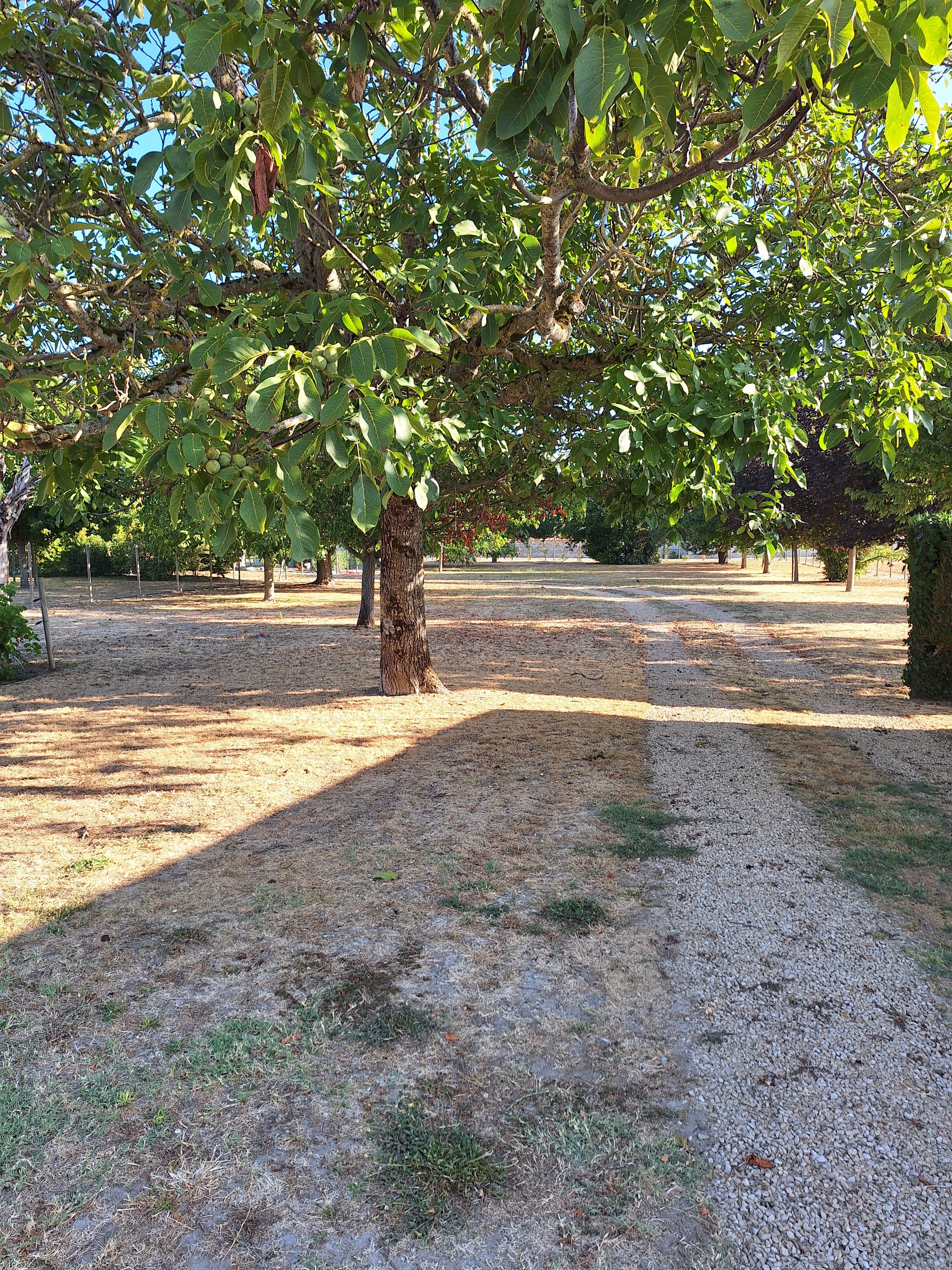 A tree-lined pathway with gravel ground, surrounded by greenery.