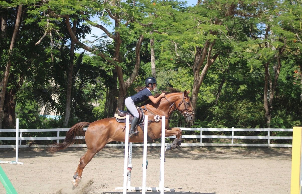 A person riding a horse over a jump in an outdoor arena with trees in the background.