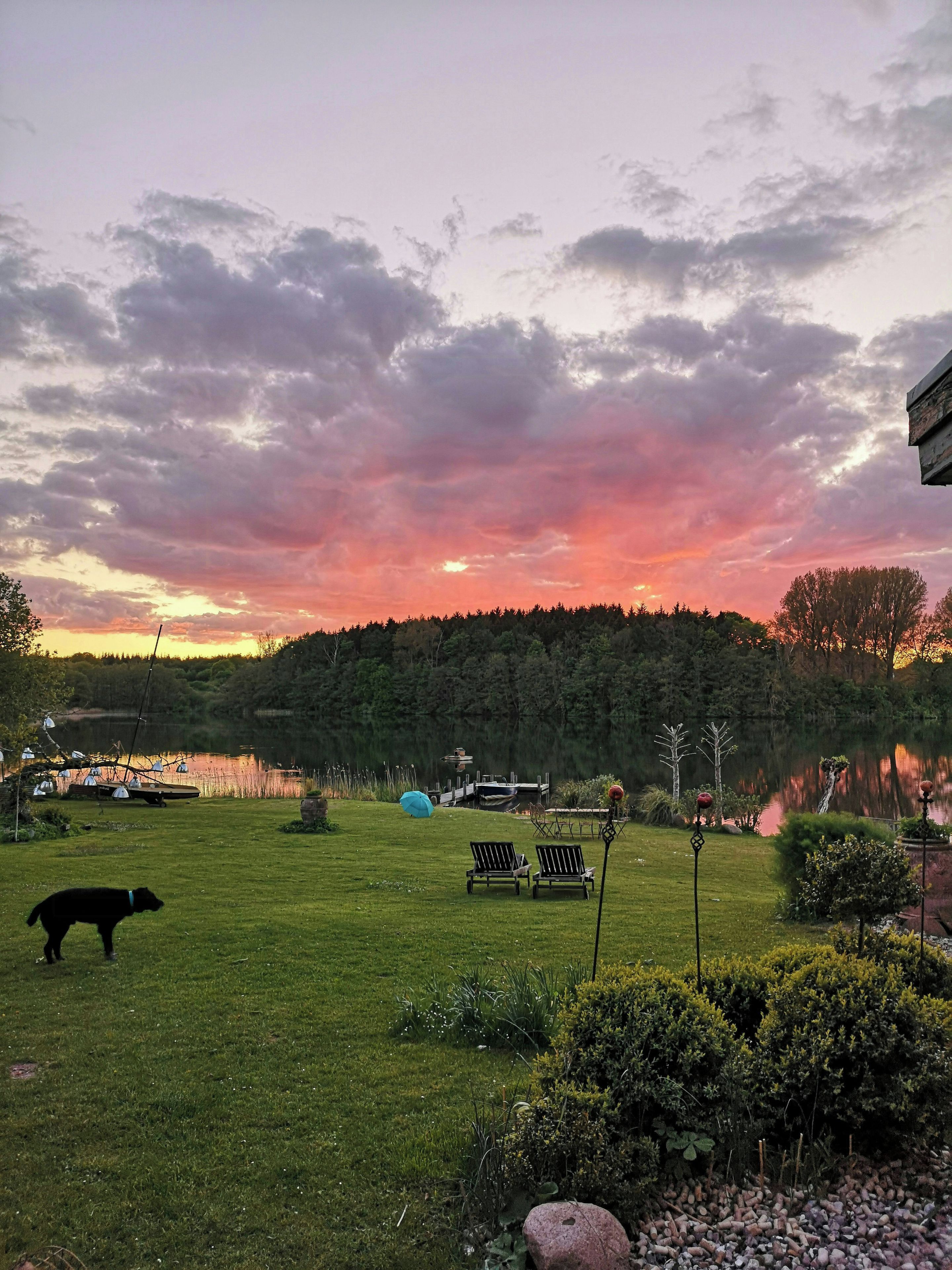 Un espace verdoyant avec un chien, un banc et une étendue d'eau en arrière-plan.