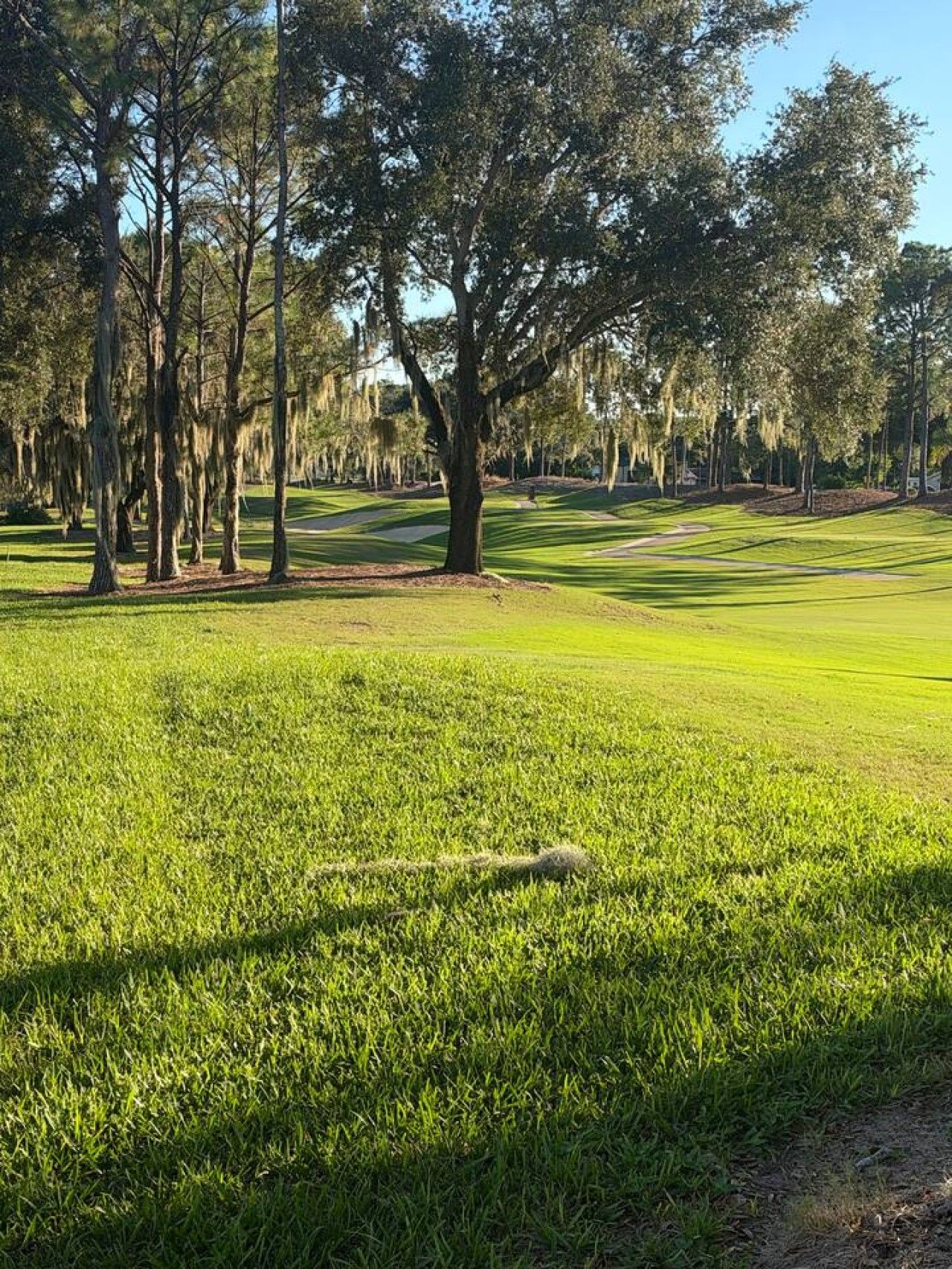 Un campo de golf con un árbol grande al frente y cielo despejado.