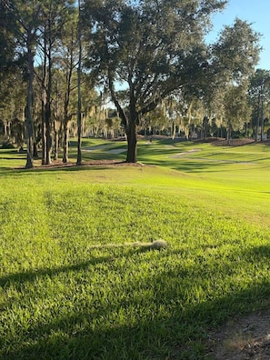 A golf course with a large tree in the foreground and a clear sky.