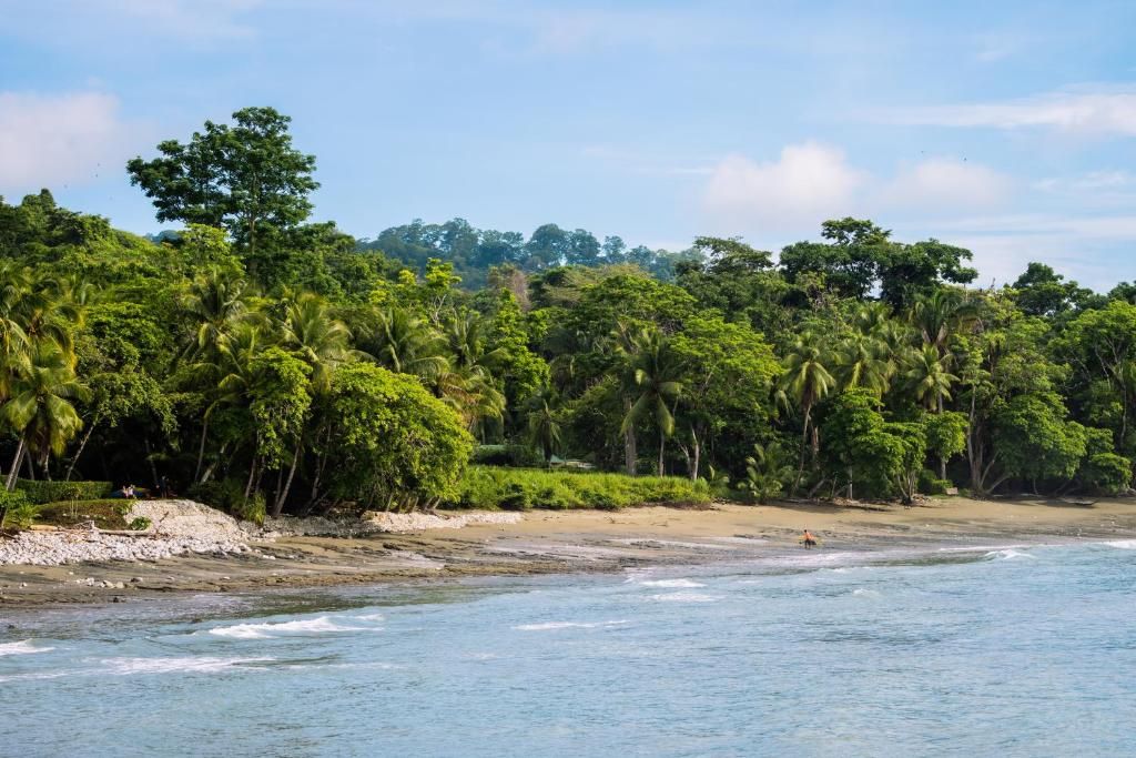 Una playa con densa vegetación tropical y cielo despejado.