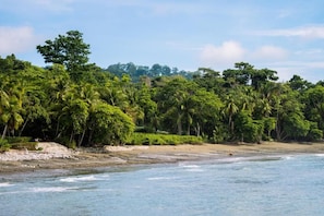 Una playa con densa vegetación tropical y cielo despejado.