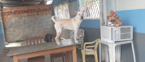 A dog standing on a table in a covered outdoor area with a brick wall, a blue and white wall, and a white air conditioning unit.