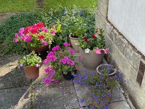 Forskellige potteplanter med blomster i forskellige farver, placeret på en brostensbelagt flade ved siden af en bygning.