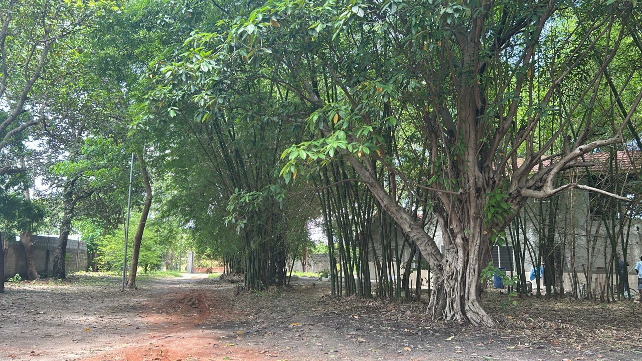 A dirt path leading through a grove of trees with a building in the background.