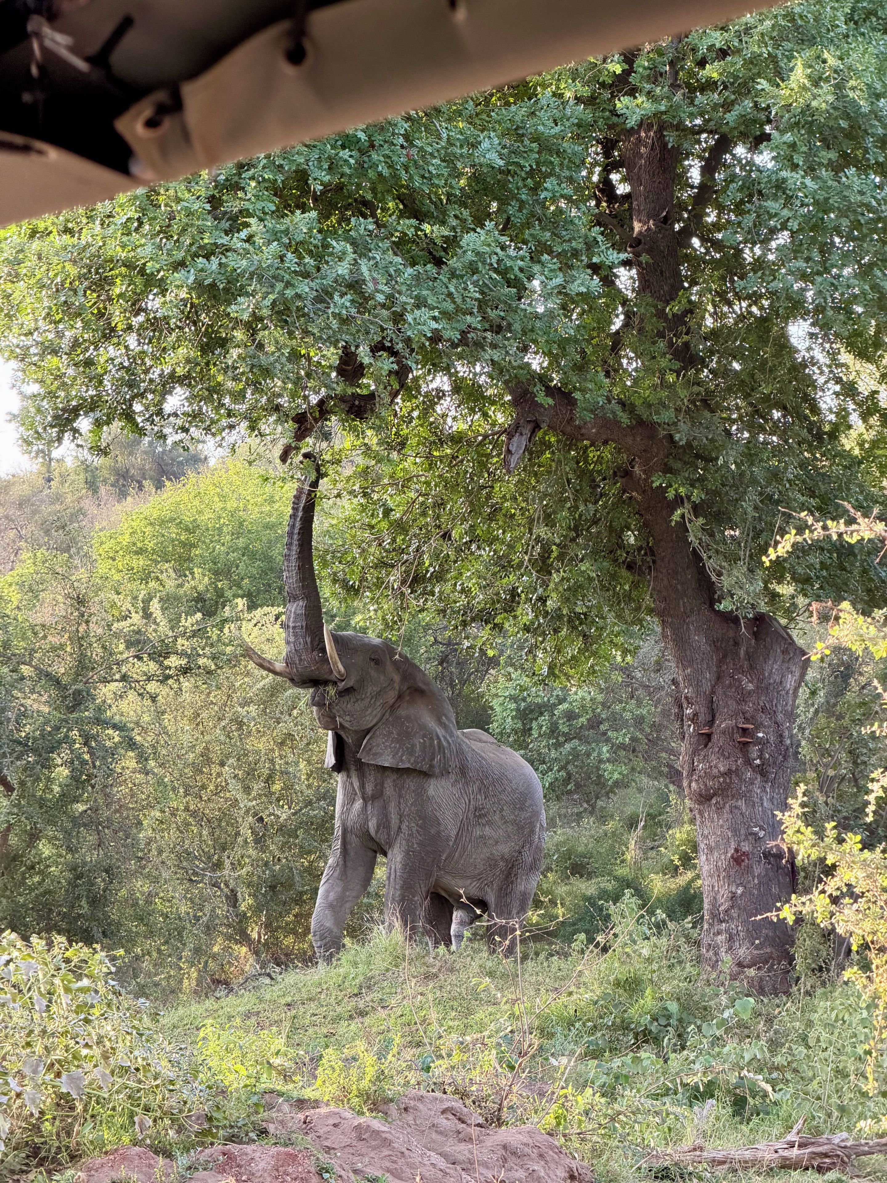 Un elefante in un ambiente naturale, tra alberi e vegetazione.