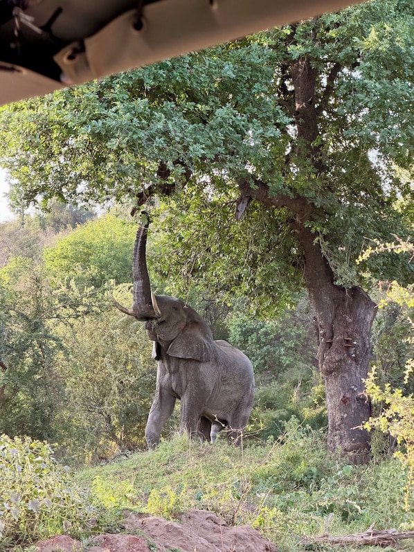 An elephant in a natural setting with trees and vegetation.