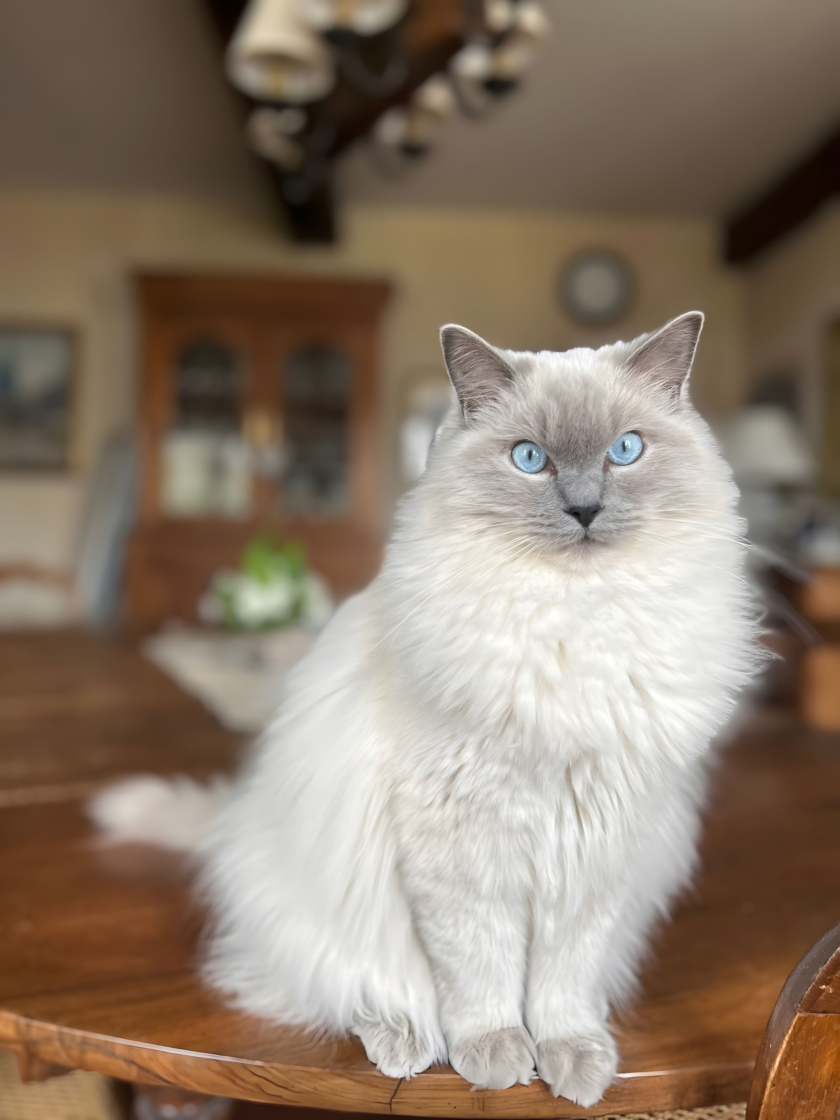A fluffy white cat with blue eyes sitting on a wooden surface.