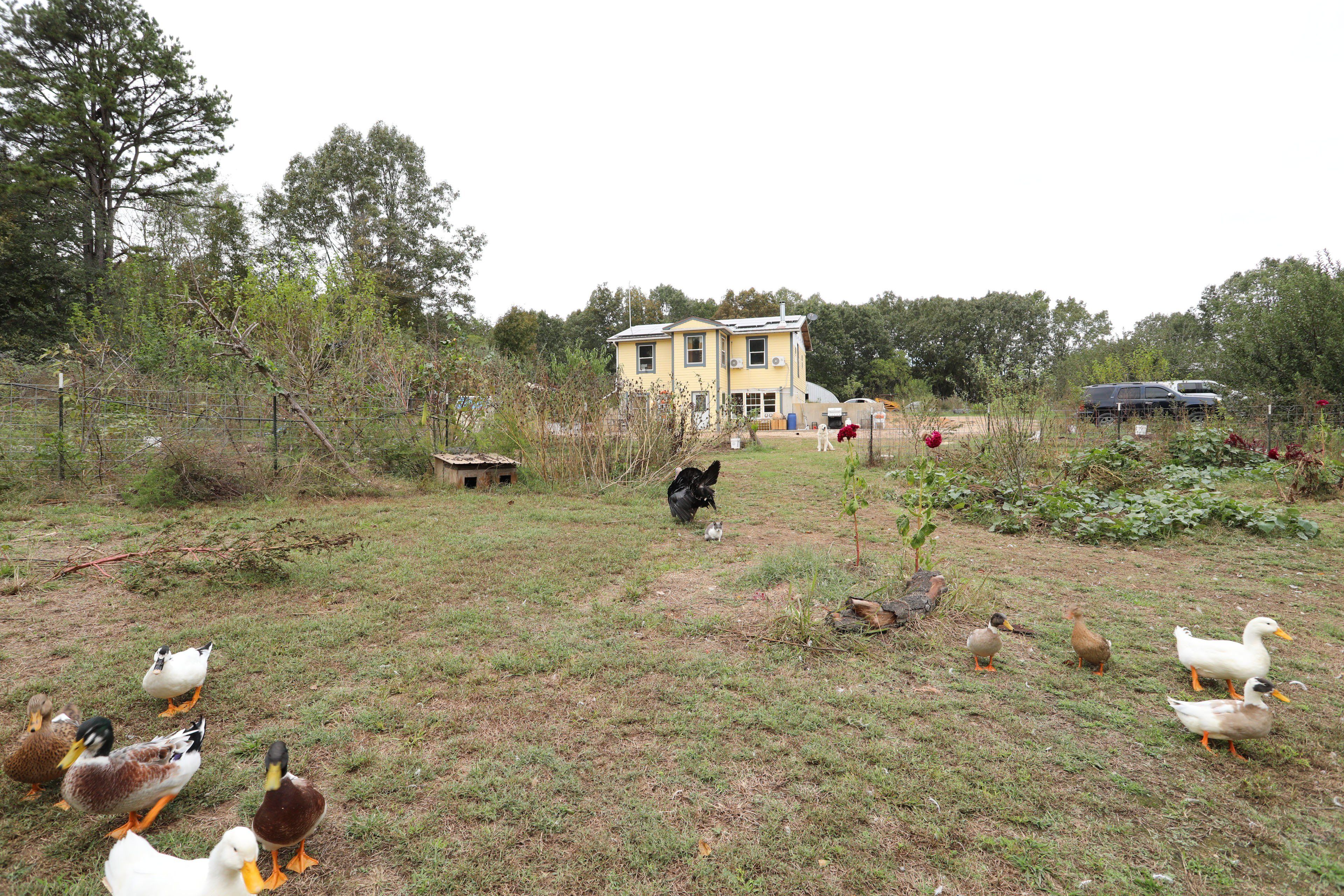 Una propiedad rural con una casa grande de color amarillo, un patio cercado y diversos animales, incluyendo patos y un gato.