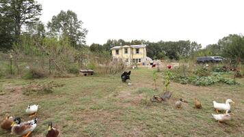 Una propiedad rural con una casa grande de color amarillo, un patio cercado y diversos animales, incluyendo patos y un gato.