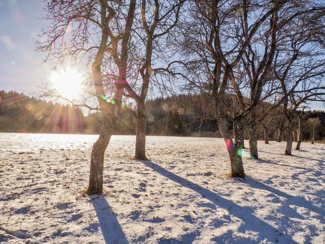 A snowy landscape with bare trees and a clear sky.