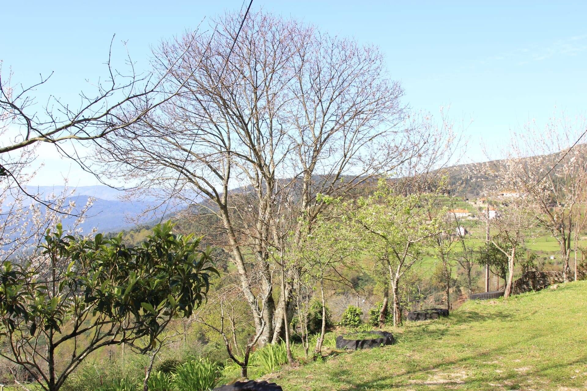Paisagem rural com árvores, um campo gramado e uma vista distante de uma aldeia.