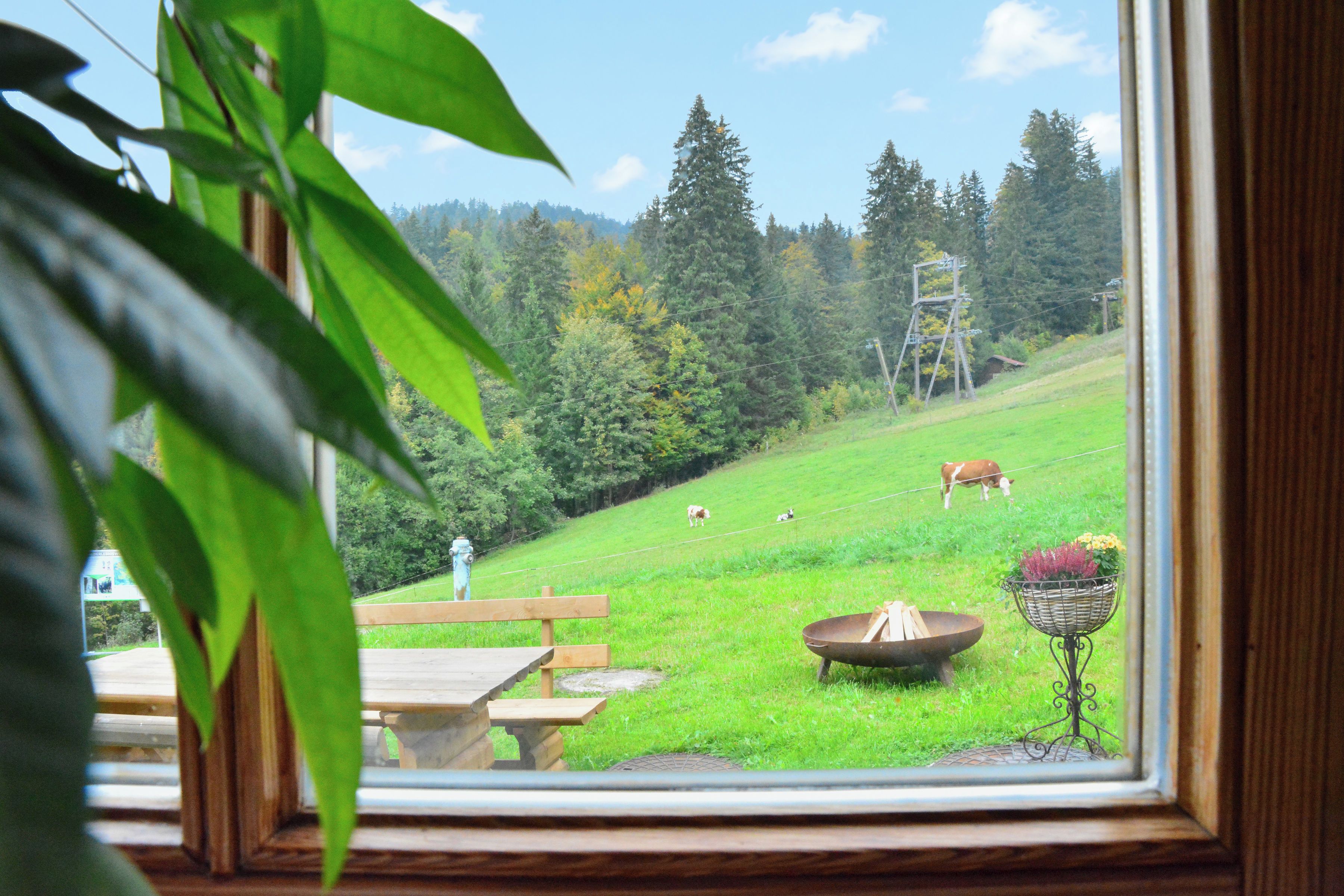 Une vue à travers une fenêtre sur un champ verdoyant où l’on aperçoit des vaches, un banc en bois et une table de pique-nique.