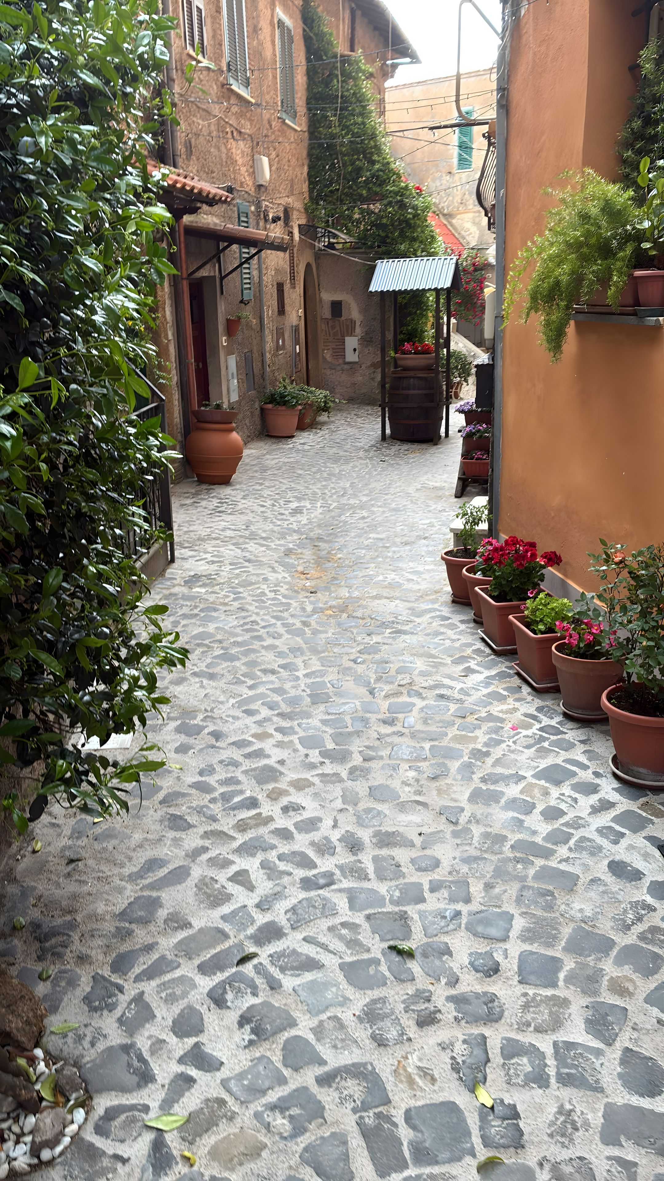 Un estrecho callejón adoquinado con plantas en macetas y un edificio rústico.