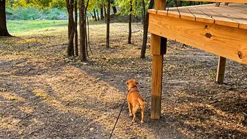 Een hond aan de lijn bij een houten constructie met een metalen hek, omringd door bomen en een bed van droge bladeren.