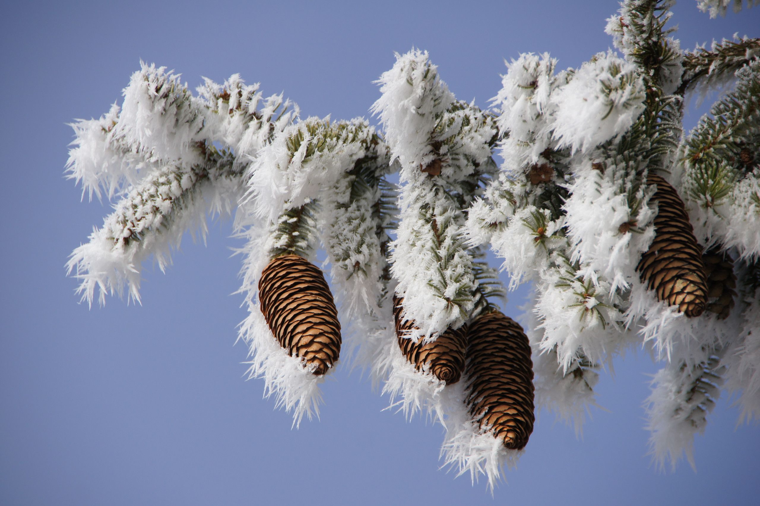 Un arbre dont les branches sont recouvertes de neige et qui porte des pommes de pin.