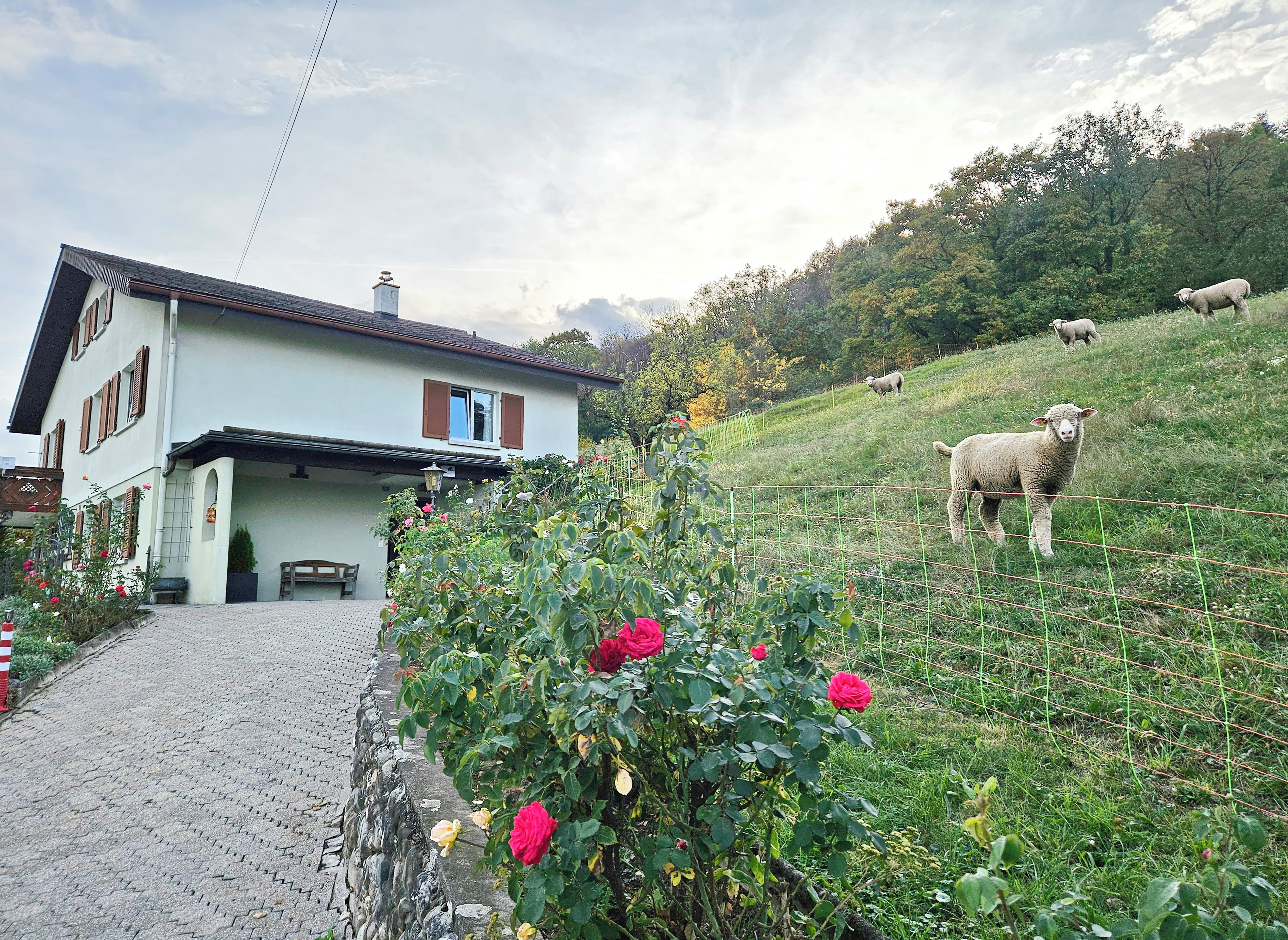 Ein Haus mit befestigter Auffahrt und einem Rosengarten.