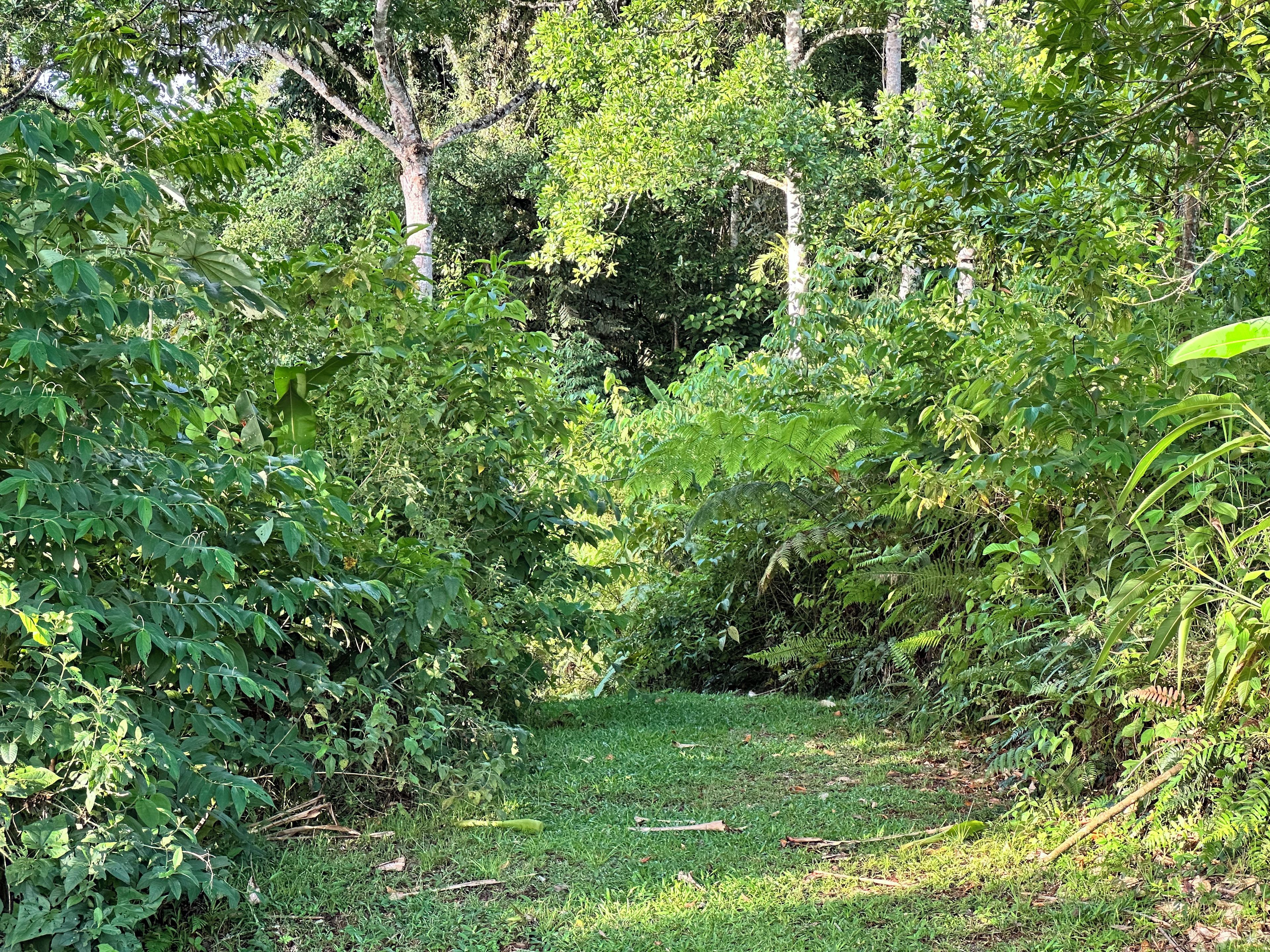 Un espacio natural al aire libre con vegetación densa y un sendero cubierto de césped.