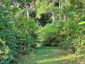 Eine natürliche, üppige Landschaft mit dichter Vegetation und einem Grasweg.