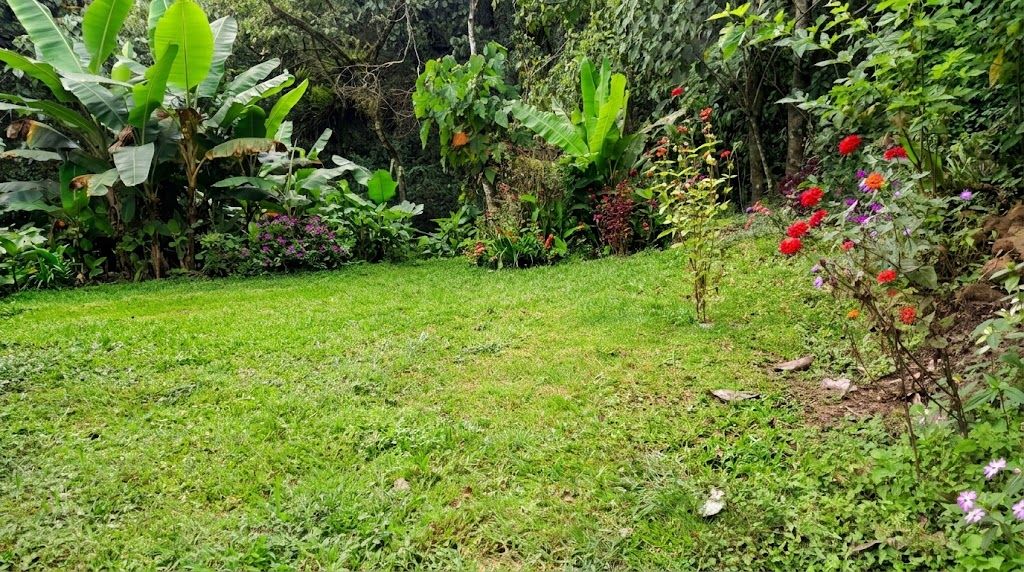 Ein üppiger Garten mit verschiedenen Pflanzen und Blumen.