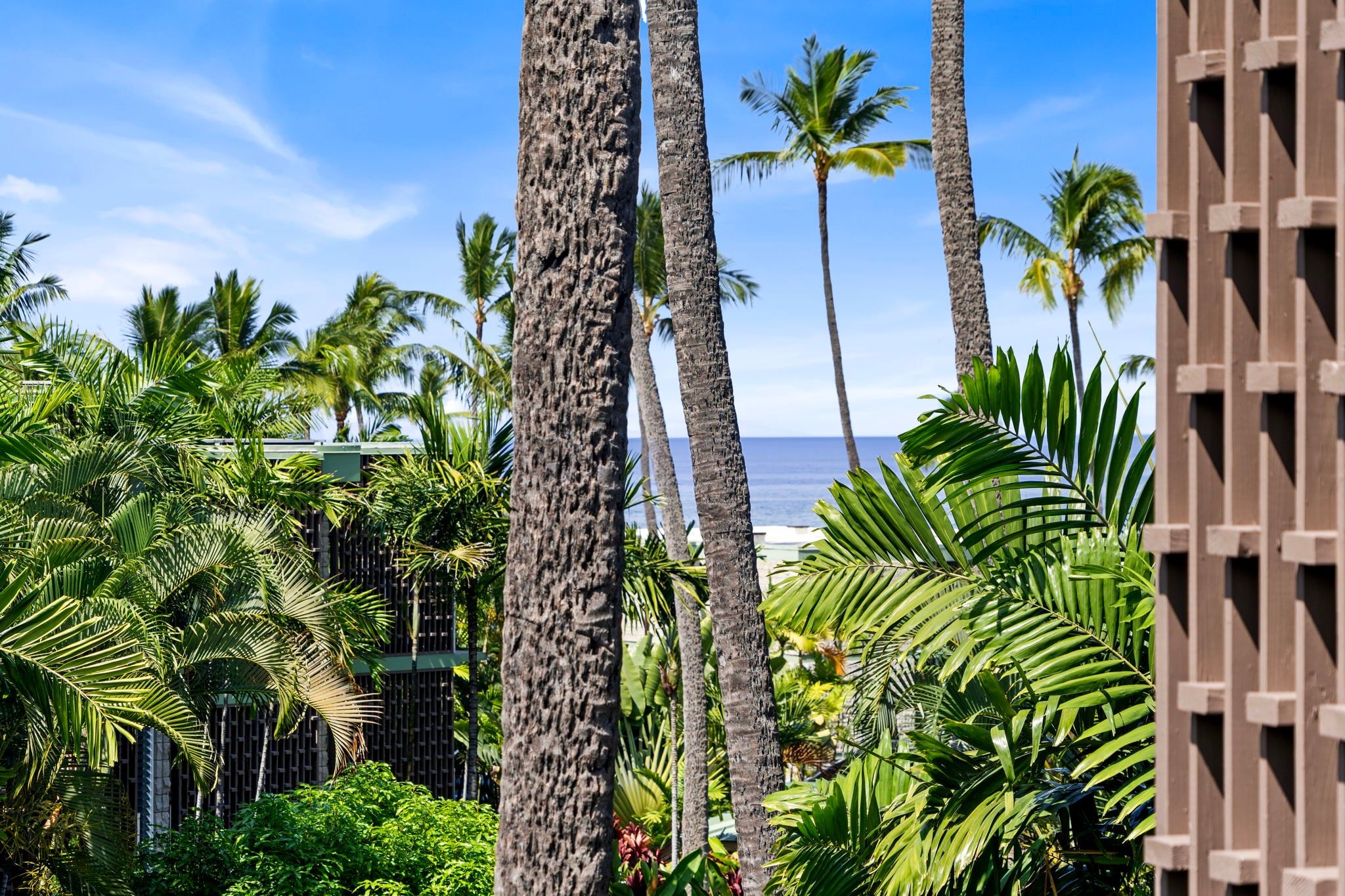 A tropical garden with palm trees and a view of the ocean.