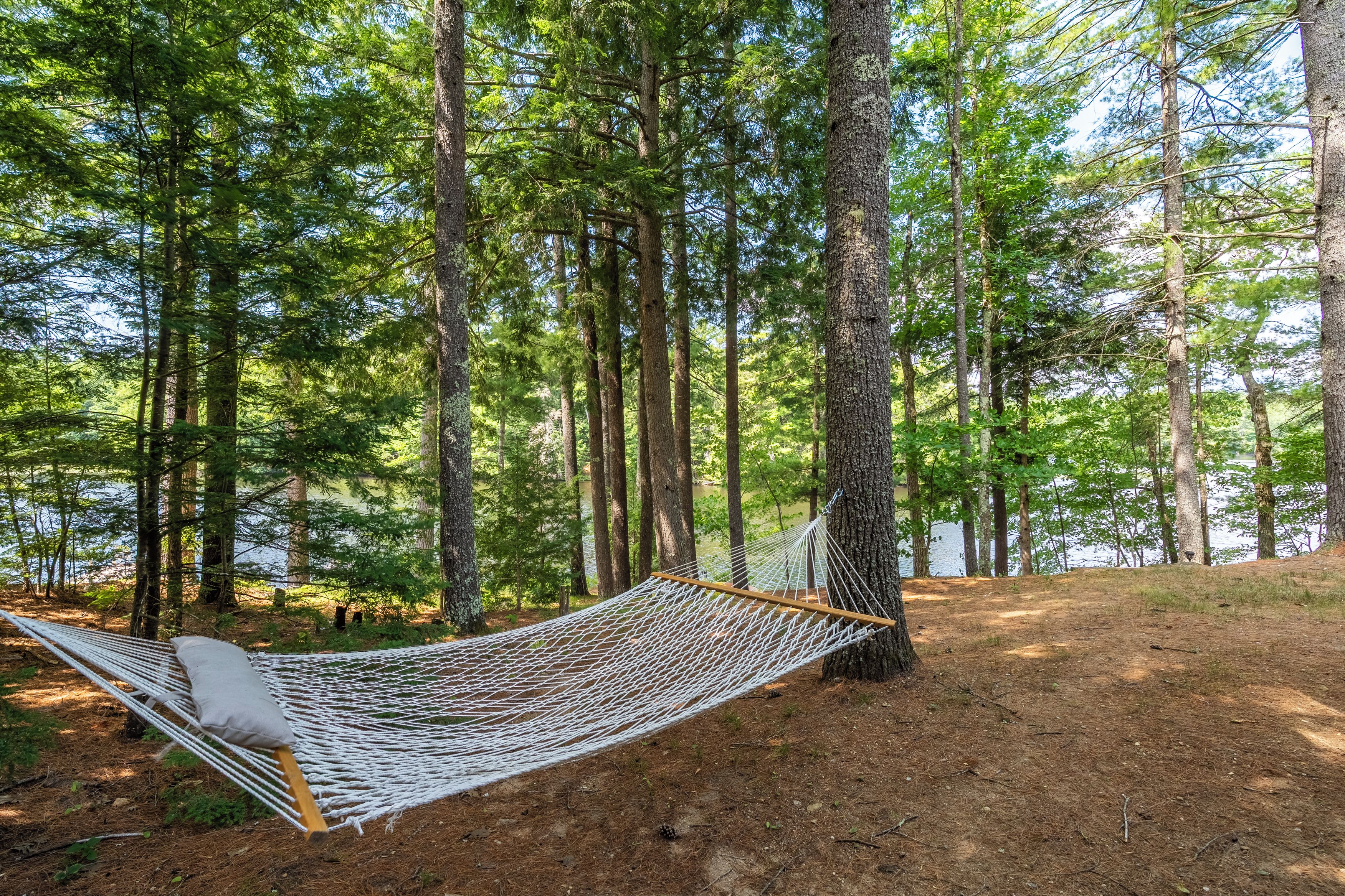 Un hamac est installé entre deux arbres dans une zone boisée, avec un lac en arrière-plan.