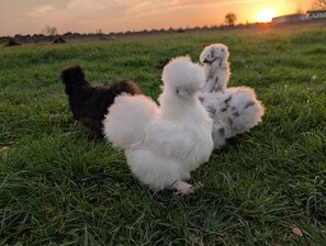 Un campo cubierto de hierba con tres polluelos esponjosos.