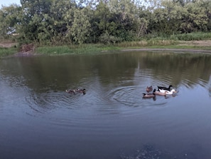 Una masa de agua tranquila con patos nadando.