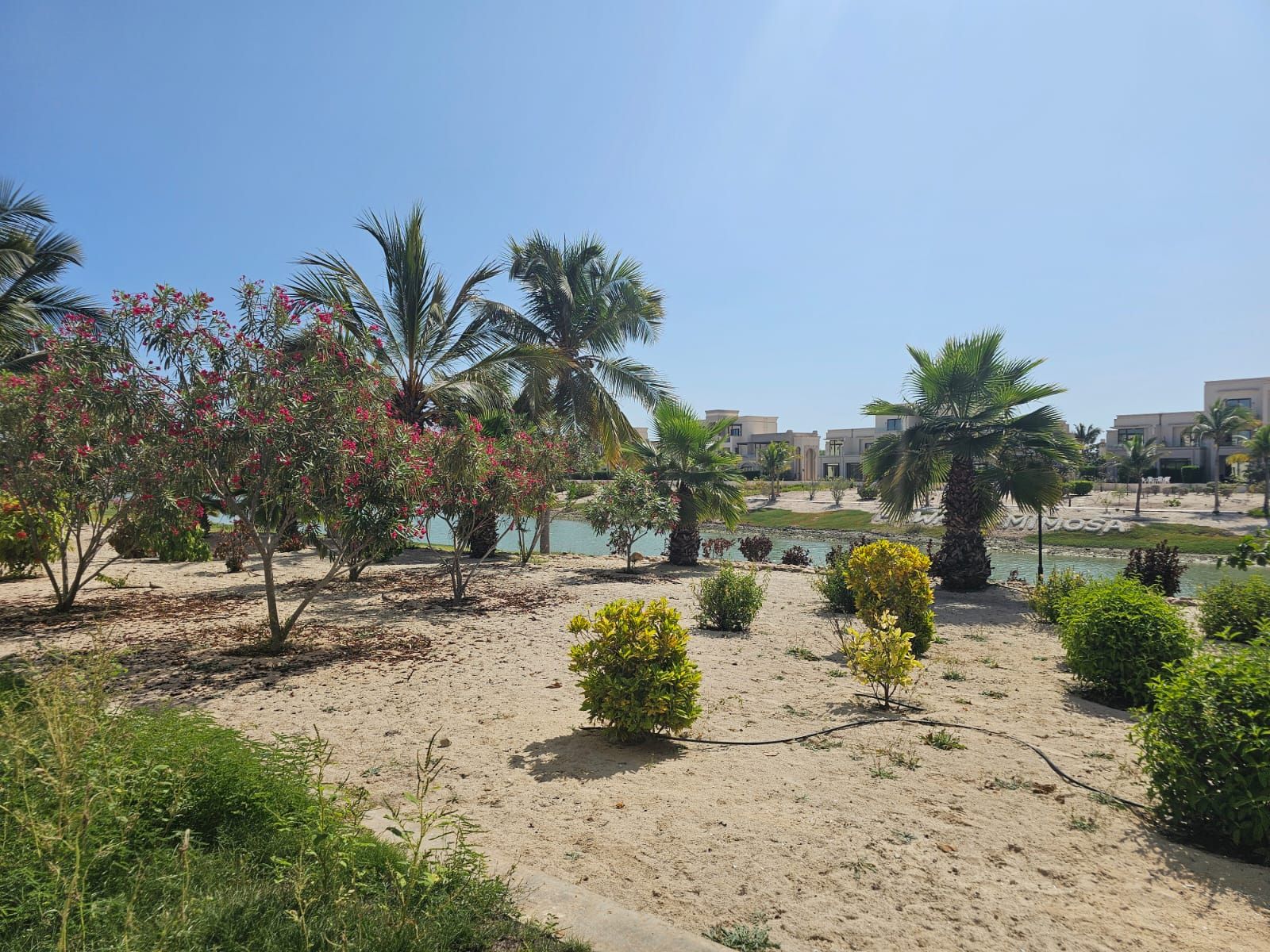 Zona ajardinada con palmeras, un cuerpo de agua y edificios modernos al fondo.