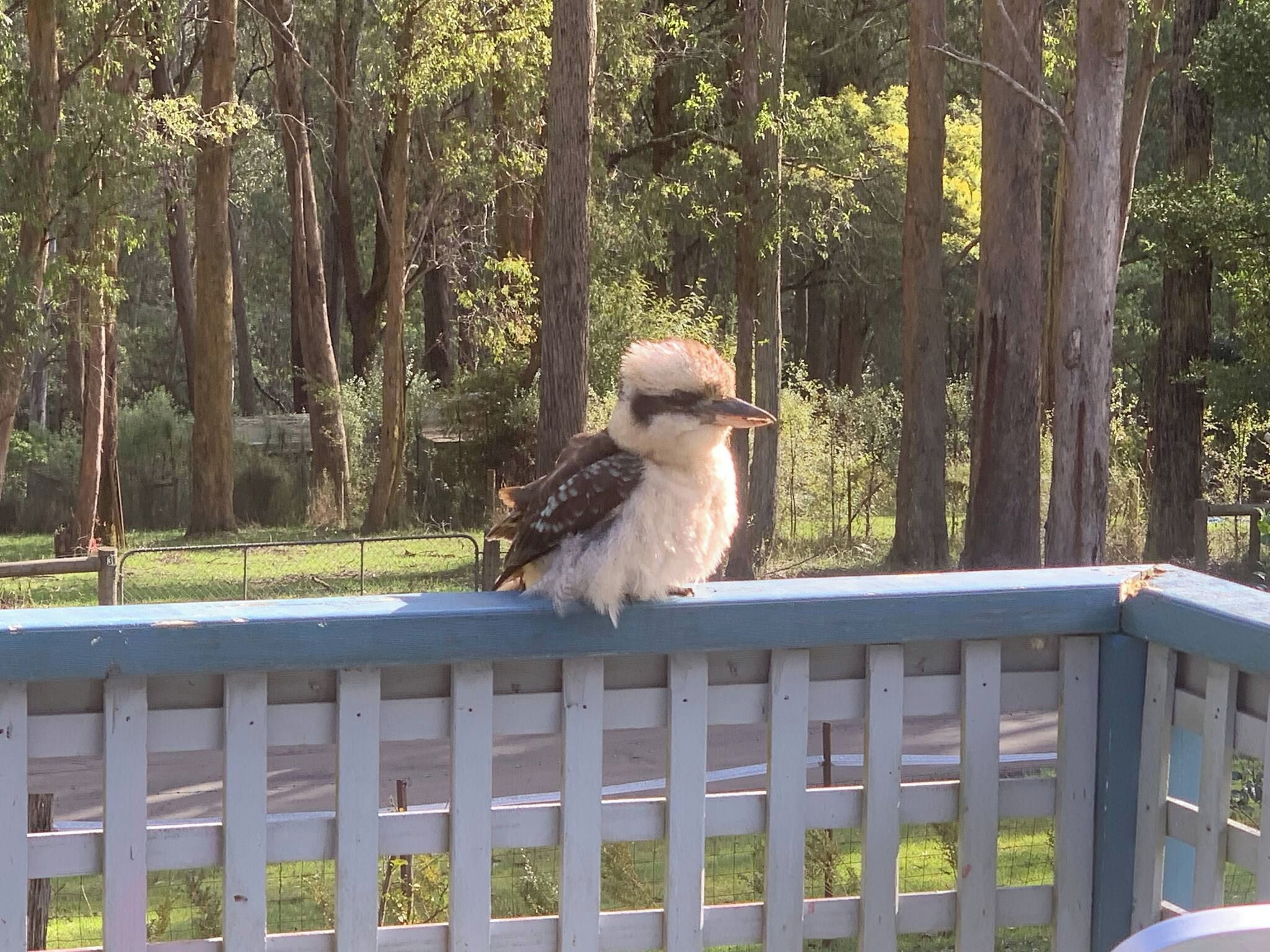 A bird perched on a railing.
