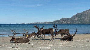 Ein Strand mit mehreren Elchen.