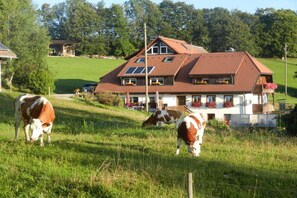 Een huis met een schuin dak, een omheind erf en twee koeien die grazen.