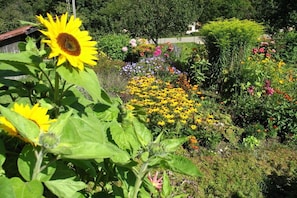 A garden with various flowers and a sunflower in the foreground.