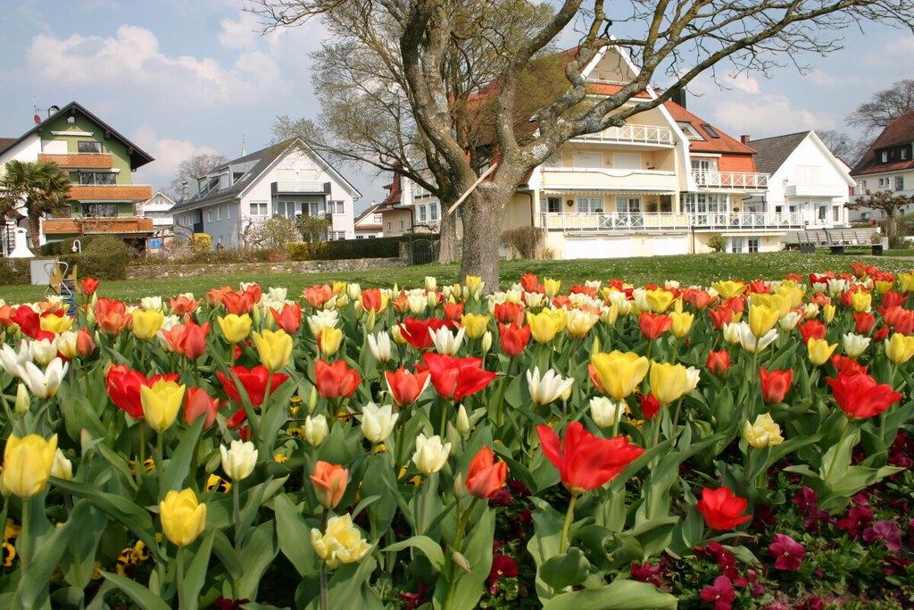 A residential area with houses and a field of tulips.
