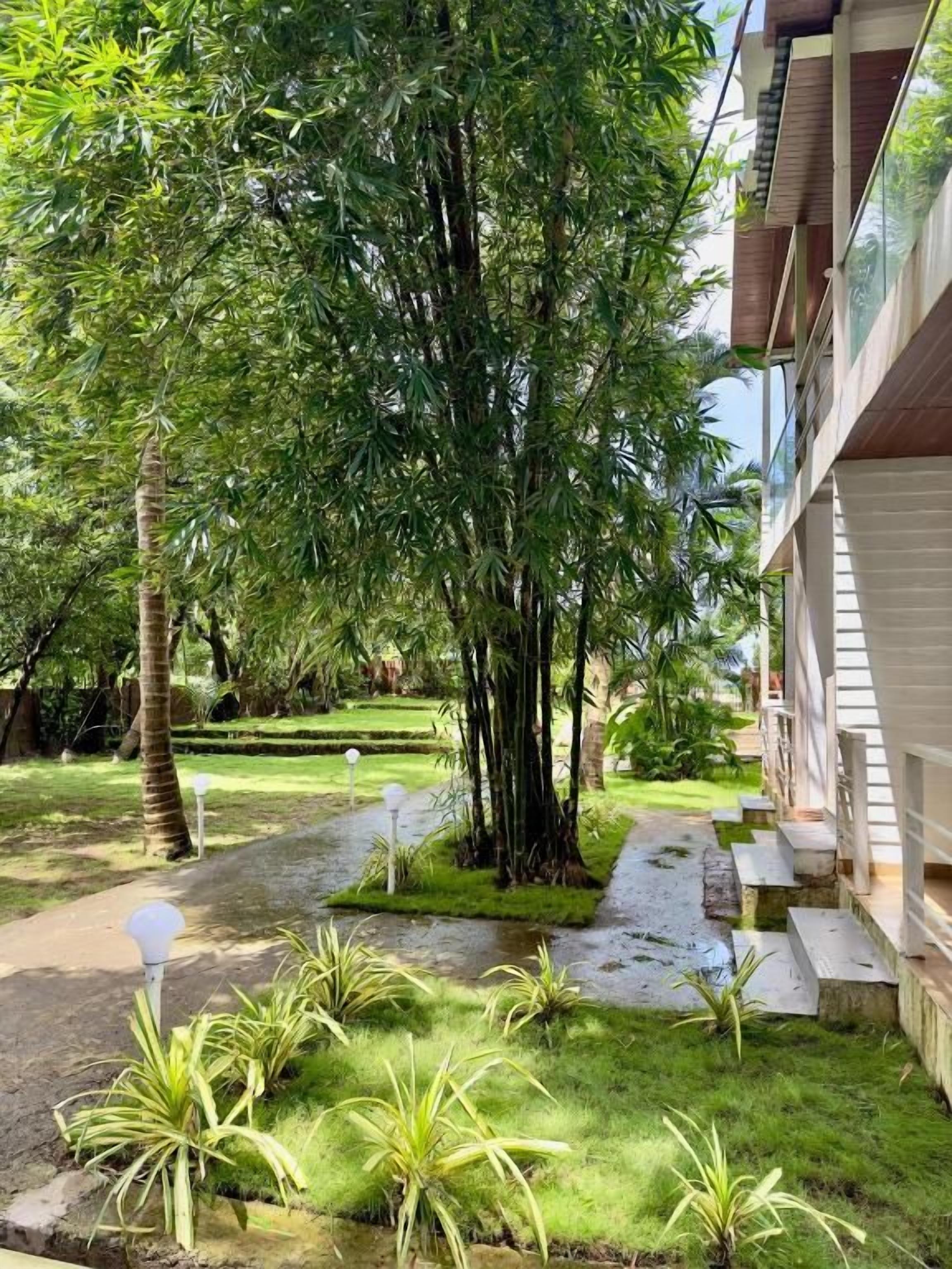 A garden area with a pathway, a large tree, and a building with a balcony.